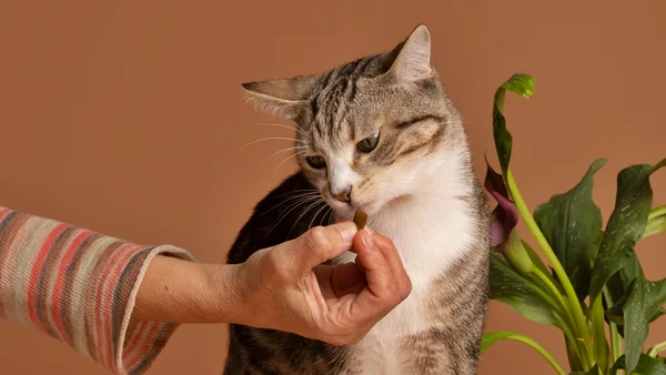 Foto colorida de gato comendo petisco oferecido