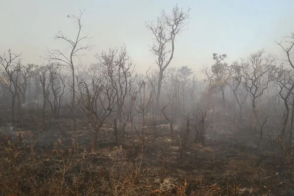 Incêndio Parque Nacional