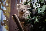 Fofura em dose dupla: Aquário de SP recebe casal de coalas da Austrália - imagem 3 Fofura em dose dupla: Aquário de SP recebe casal de coalas da Austrália - imagem 3