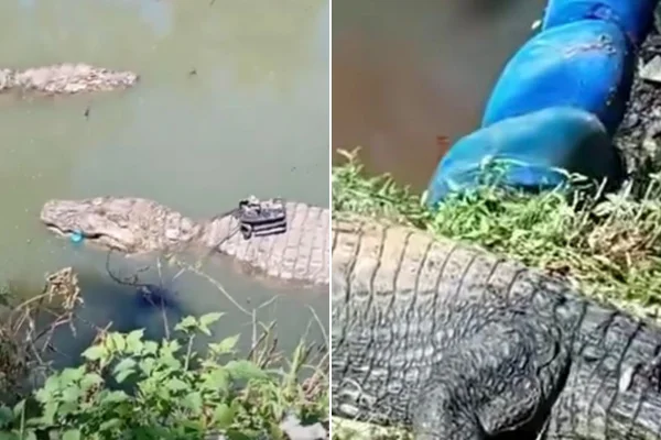 Como jacarés gigantes passaram a viver em esgotos do Rio de Janeiro