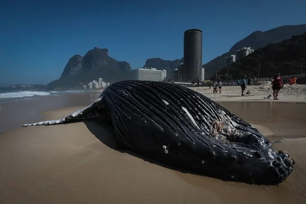 Baleia Jubarte encalhou na Praia de São Conrado, na zona Sul do Rio
