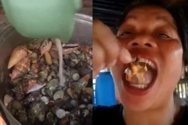Caranguejo do diabo: conheça a espécie que matou influenciadora