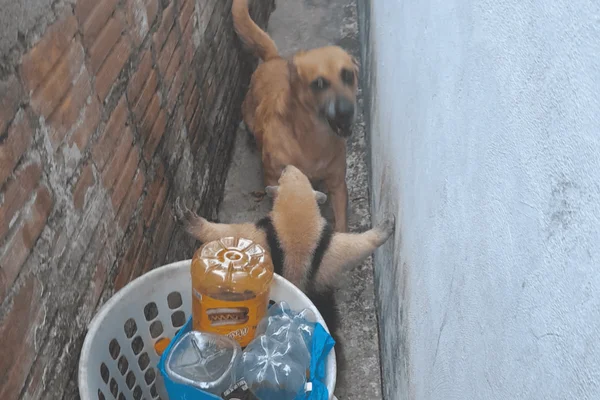 Imagem colorida de um tamanduá sendo capturado pelo corpo de bombeiros - Metrópoles