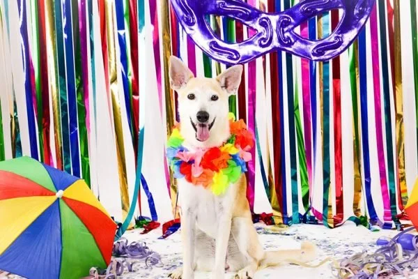 Carnaval pet