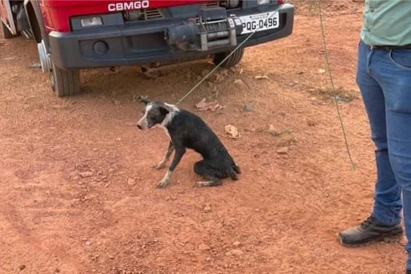 cachorro leishmaniose aterro sanitario porangatu goias (3)