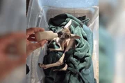 Ela passou a ficar durante o dia no recinto com outros animais da espécie como parte do processo de adaptação Ela passou a ficar durante o dia no recinto com outros animais da espécie como parte do processo de adaptação