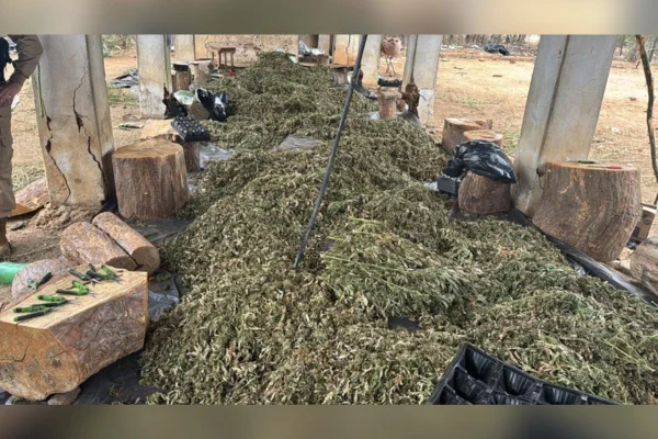 PF faz operação contra cultivo de maconha e bloqueia R$ 50 milhões - destaque galeria PF faz operação contra cultivo de maconha e bloqueia R$ 50 milhões - destaque galeria
