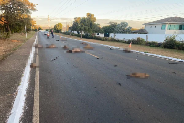 Motorista foge após atropelar e matar 12 capivaras no Lago Sul
