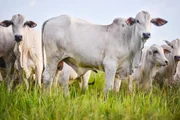 O bloco suspendeu, no início de setembro, as importações de produtos de origem animal do Brasil após identificar falhas nas garantias sobre o uso de antibióticos proibidos na UE O bloco suspendeu, no início de setembro, as importações de produtos de origem animal do Brasil após identificar falhas nas garantias sobre o uso de antibióticos proibidos na UE