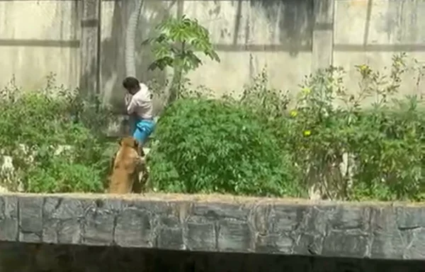 homem sendo atacado por leoa