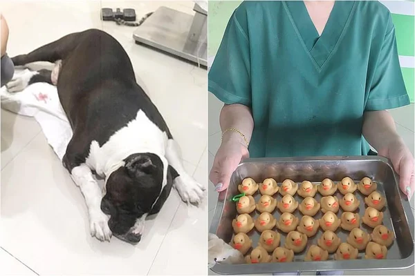 Cachorro é operado para retirar 32 patos de borracha do estômago