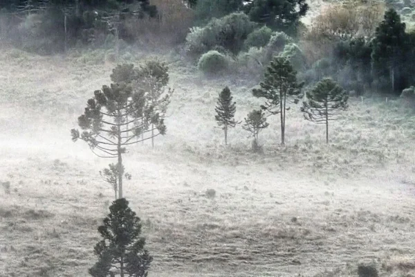 Imagem colorida de geada em São Joaquim (SC) - Metrópoles