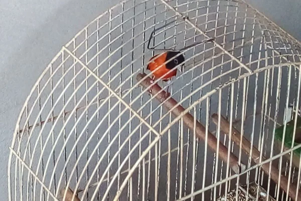 Casa em Teodoro Sampaio (SP) tinha pintagol e tarin - Metrópoles
