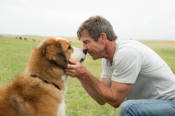 Crítica: “Quatro Vidas de um Cachorro” quer fazer você chorar