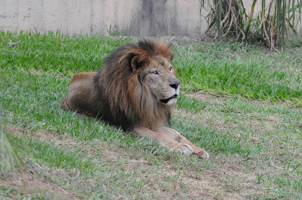 Morre Dudu, o último leão do Zoológico de Brasília