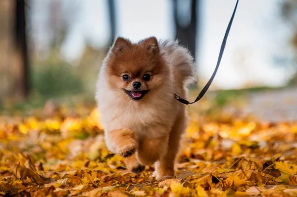 Quarentena: veterinário dá quatro dicas para que os pets não engordem
