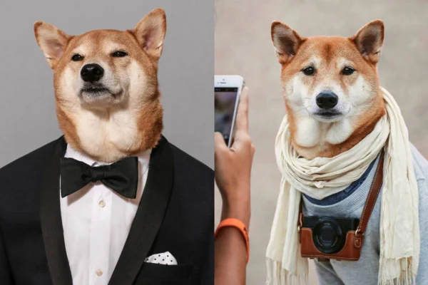 Cachorro bem vestido