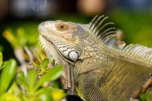 Imagem colorida mostra iguana - Metrópoles