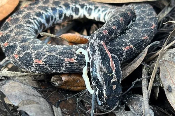 Imagem colorida mostra cascavel com parasita - Metrópoles