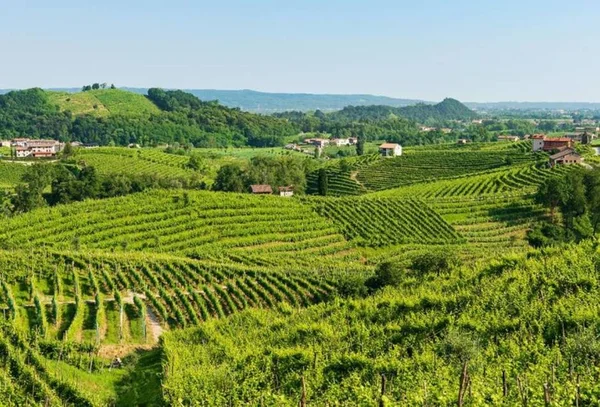 Colinas produtoras do Prosecco recebem título de Patrimônio da Unesco
