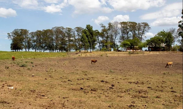 Com estiagem, 12 cidades gaúchas vão receber socorro de R$ 2,2 milhões