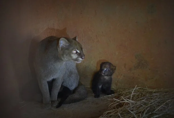 Casal de jaguarundis do zoo de Brasília tem sua primeira ninhada
