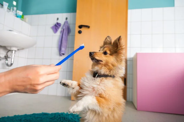 tutor tentando escovar os dentes de um cachorro caramelo