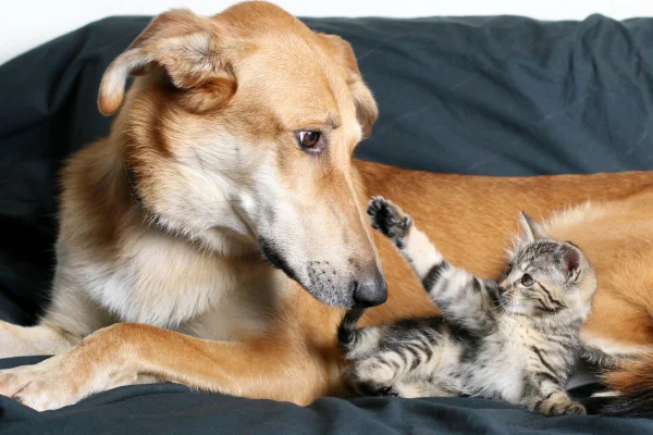 Cachorro e gato filhote deitados no sofá brincando juntos