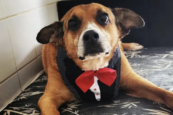 Imagem colorida mostra Gordo, cão adotado após mais de 10 anos em abrigo da prefeitura de São Paulo - Metrópoles