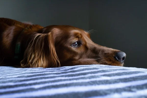 É o bicho cachorros cães golden retriever