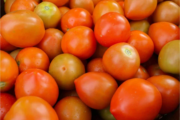 Foto colorida de tomates - Metrópoles