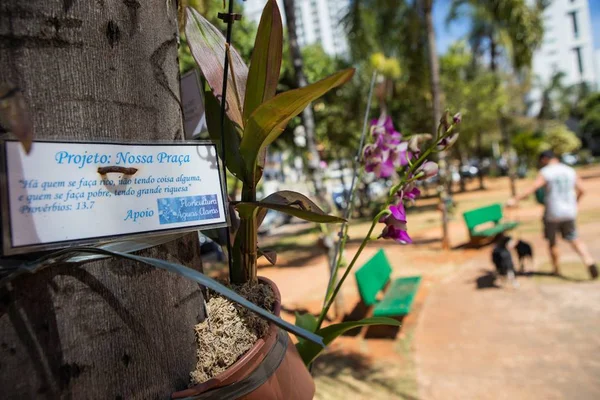 Praças do Distrito Federal são adotadas e revitalizadas por moradores