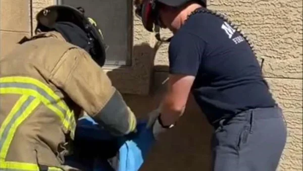 Vídeo: gato sumido é achado vivo dentro de parede de concreto