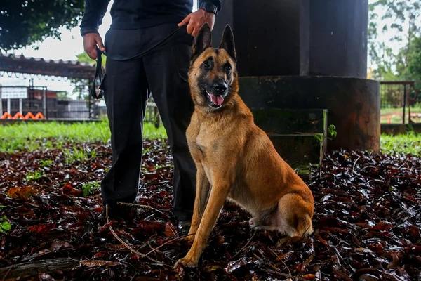 Cão Kalel do BP Cães da PMDF