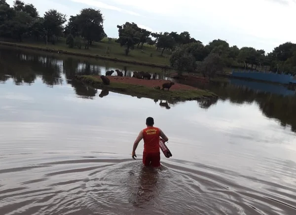 goias cachorro fica ilhado em lago junto a capivaras