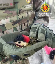 Já o pica-pau estava na Vila Telebrasília Já o pica-pau estava na Vila Telebrasília