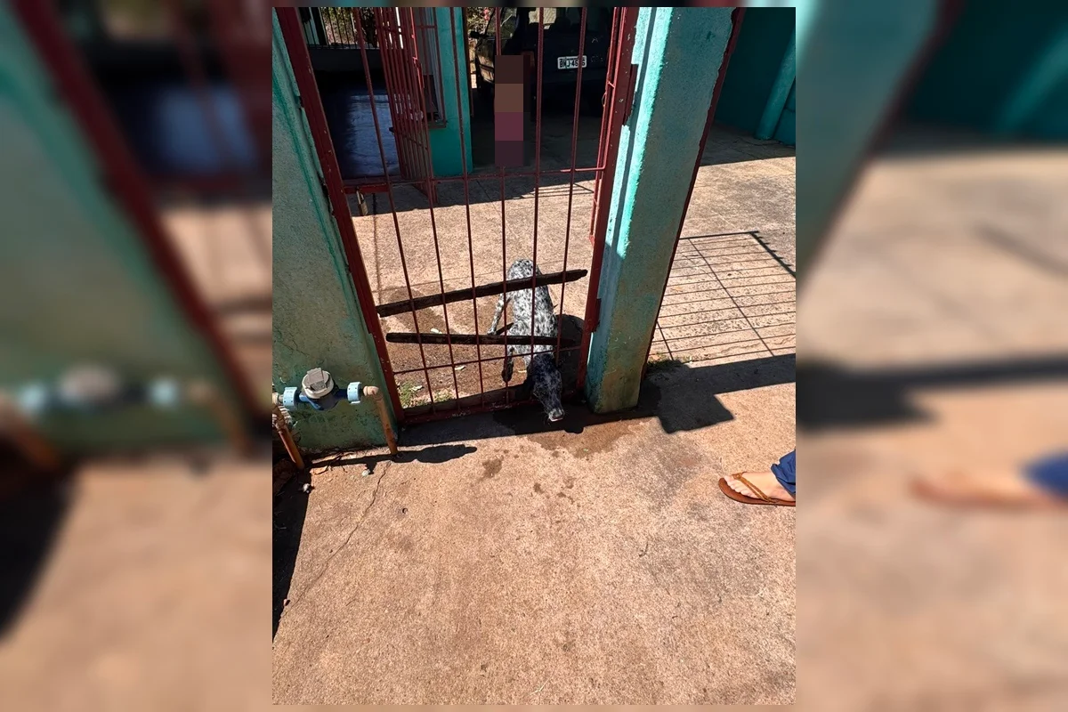 Cachorro Resgatado no Entorno do DF Após ter Cabeça Presa em Portão