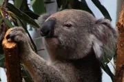 Fofura em dose dupla: Aquário de SP recebe casal de coalas da Austrália - imagem 2 Fofura em dose dupla: Aquário de SP recebe casal de coalas da Austrália - imagem 2