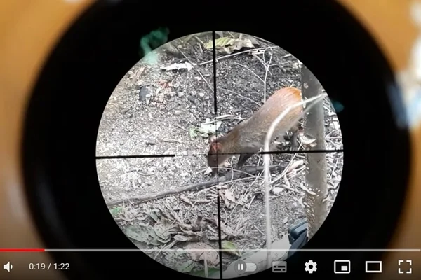 YouTube é condenado a remover vídeos sobre caça de animais silvestres