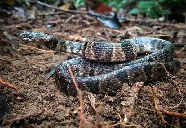 sp cobra dormideira capo carro