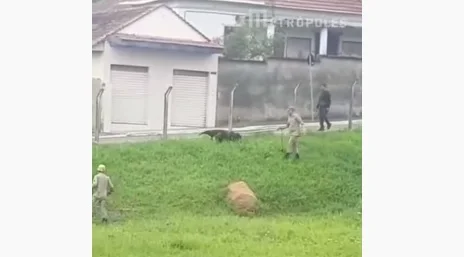 goias tamandua capturado supermercado