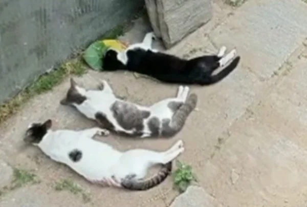 Nas últimas 24 horas, três gatos morreram