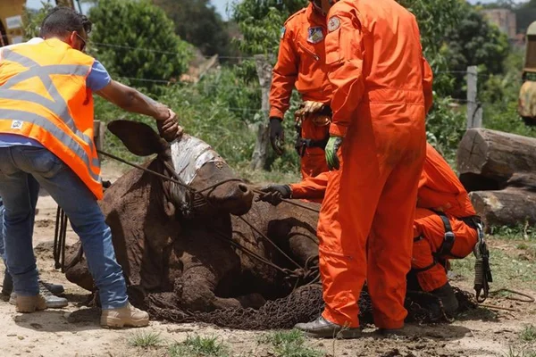 Ibama impõe multa de R$ 100 mil à Vale por falha no resgate de animais
