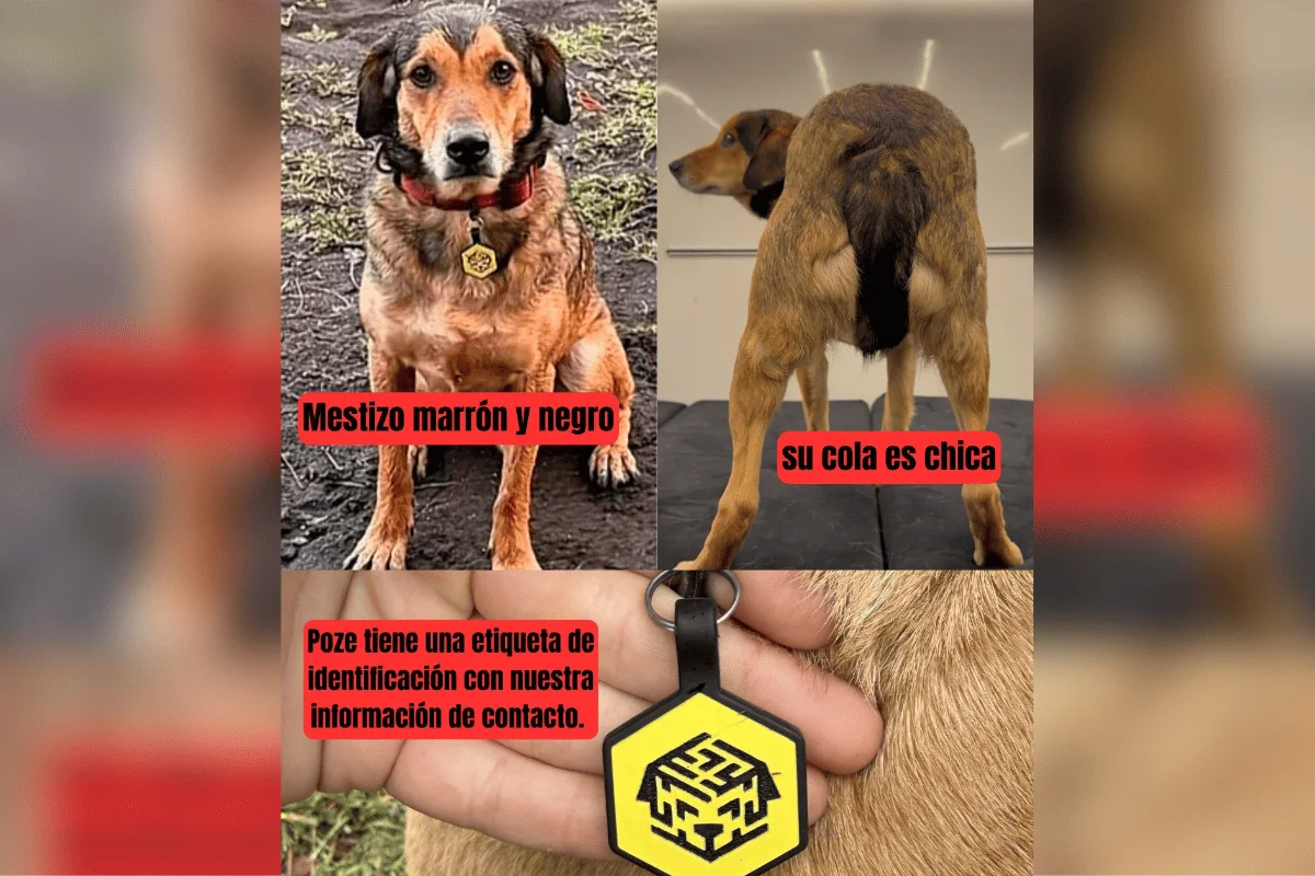 Influenciador paulista mobiliza buscas por cão Poze perdido na Argentina - imagem 2 Influenciador paulista mobiliza buscas por cão Poze perdido na Argentina - imagem 2