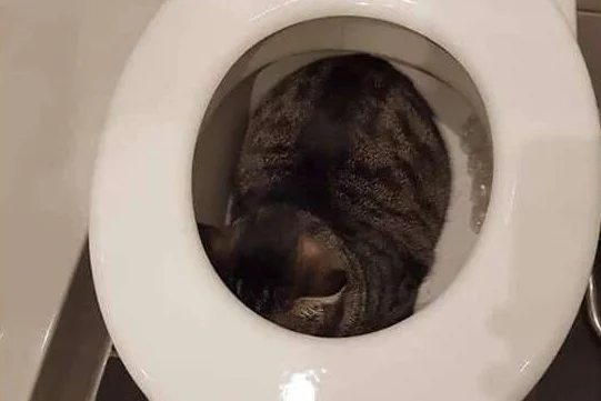 Gatinho se esconde e “tira um cochilo” em local inusitado