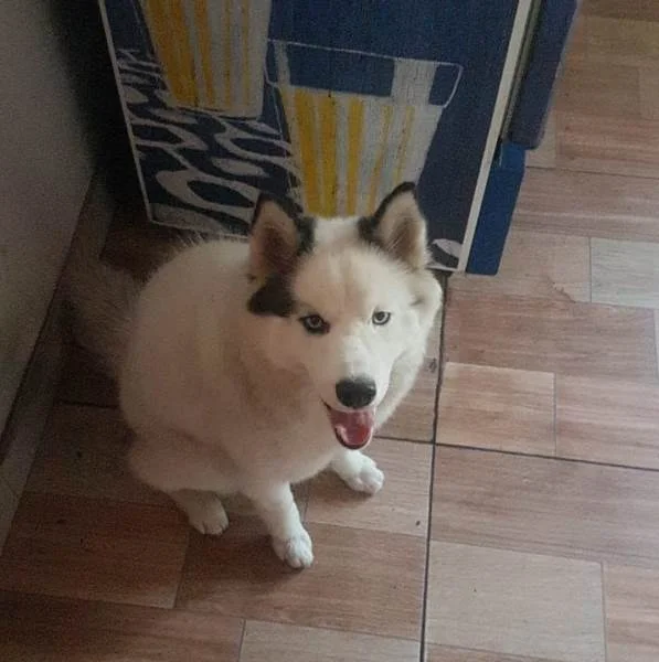 goias cachorro furtado