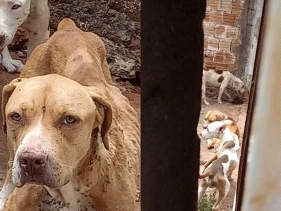 Polícia resgata cachorros MS - metrópoles