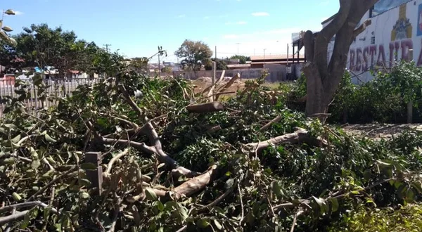 Homem é autuado por crime ambiental ao cortar árvore no DF
