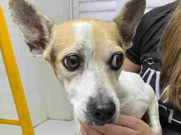 Cachorra paraplégica é abandonada