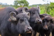 Mais de uma dezena de animais eram criados na mesma propriedade
